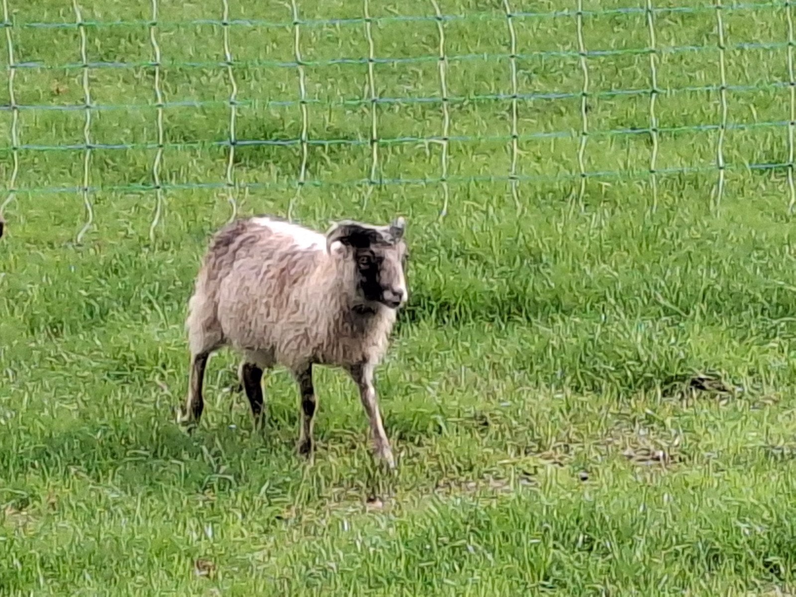 ouessant rammetjes voor het dekseizoen, Mannelijk, Schaap, 0 tot 2 jaar