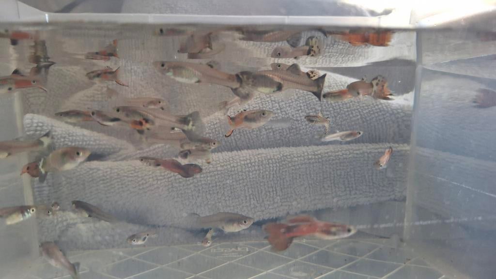 Guppen, guppies, aquariumvissen man / vrouw, Vis, Zoetwatervis, Schoolvis