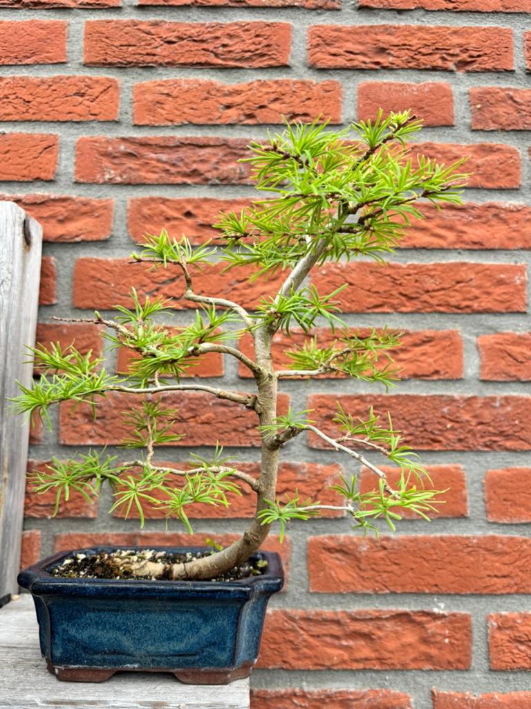 Bonsai japanse larix lariks, Ophalen, Minder dan 100 cm, Overige soorten, Zomer