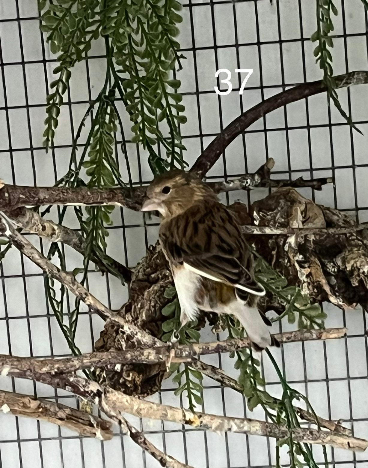 Bonte kanarie, Dieren en Toebehoren, Mannelijk, Geringd