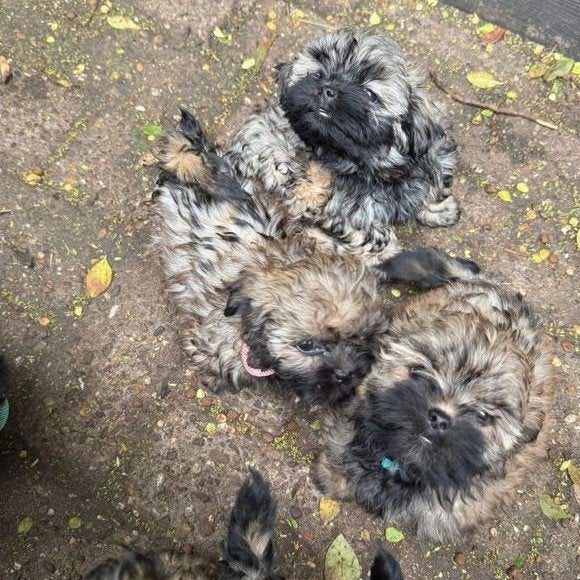 Boomer pup, Overige rassen, Meerdere, Meerdere dieren, Nederland