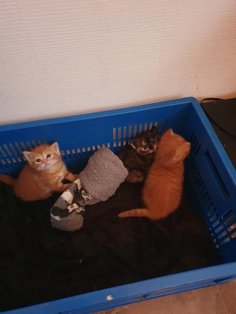 Kittens, Dieren en Toebehoren, Katten en Kittens | Overige Katten, Meerdere dieren, Kortharig, 0 tot 2 jaar