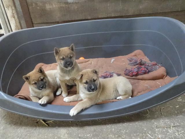 Te koop : shiba-inu pups, België, Particulier, 8 tot 15 weken, Parvo