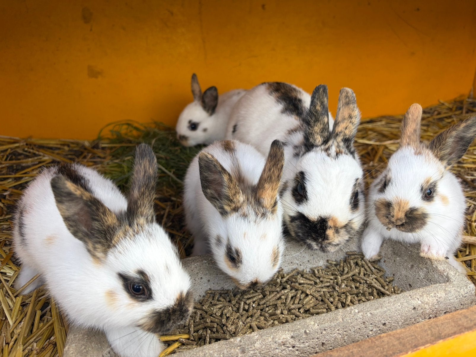 Jonge Dwerg Lotharingers, Dieren en Toebehoren, Konijnen, Meerdere dieren, Dwerg, 0 tot 2 jaar