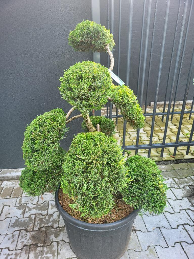 Juniperus sabina Tam No Blight bonsai, Volle zon, Vaste plant, Bloeit niet, Ophalen