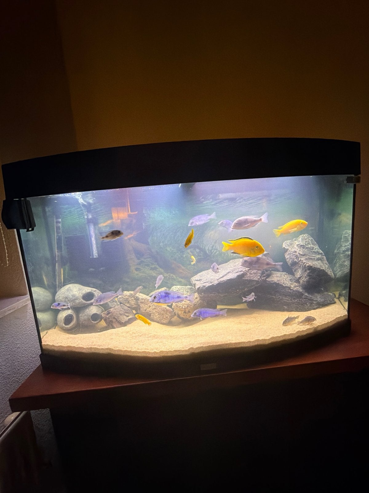 Juwel aquarium aquariummeubel een 5 stuk frontosa, Dieren en Toebehoren, Vis