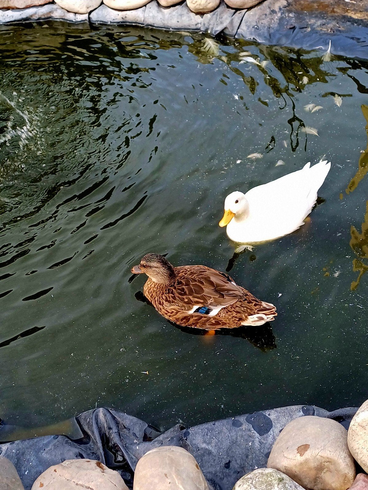 3 Hollandse kwakers vrouwen., Dieren en Toebehoren, Vrouwelijk, Eend