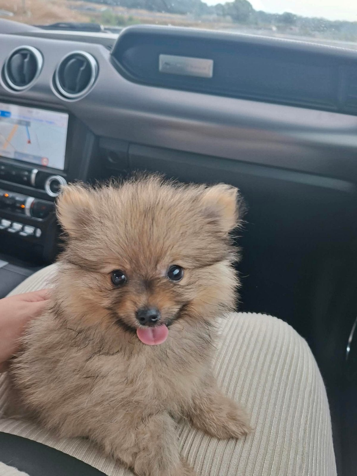 pomeriaan pup, Rabiës (hondsdolheid), 8 tot 15 weken, Eén hond, Nederland