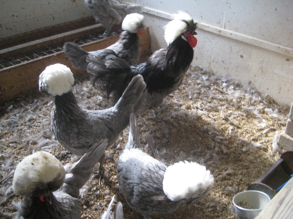 Hollandse Kuifhoen groot, Dieren en Toebehoren, Pluimvee, Meerdere dieren, Kip