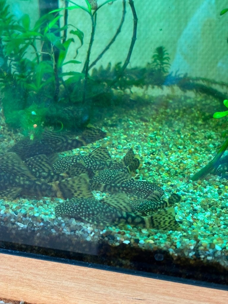 Algeneter (ancistrus), Dieren en Toebehoren, Vissen | Aquariumvissen, Vis, Zoetwatervis
