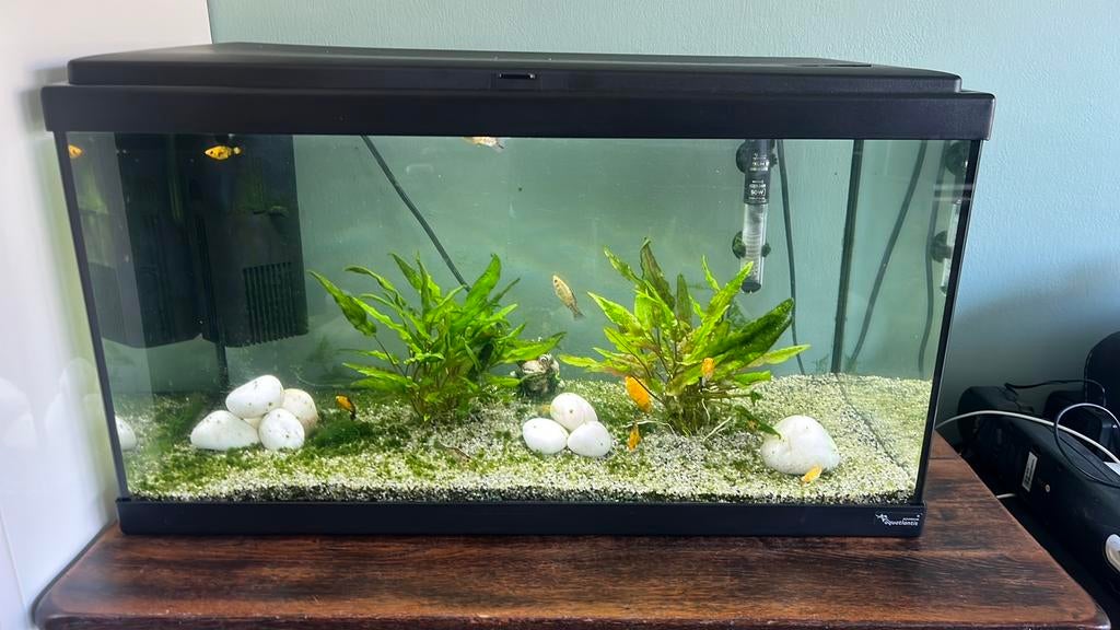 Aquarium aqualantis 60bx30dx33h, Dieren en Toebehoren, Vissen | Aquaria en Toebehoren, Ophalen, Aquatlantis, Inclusief vissen