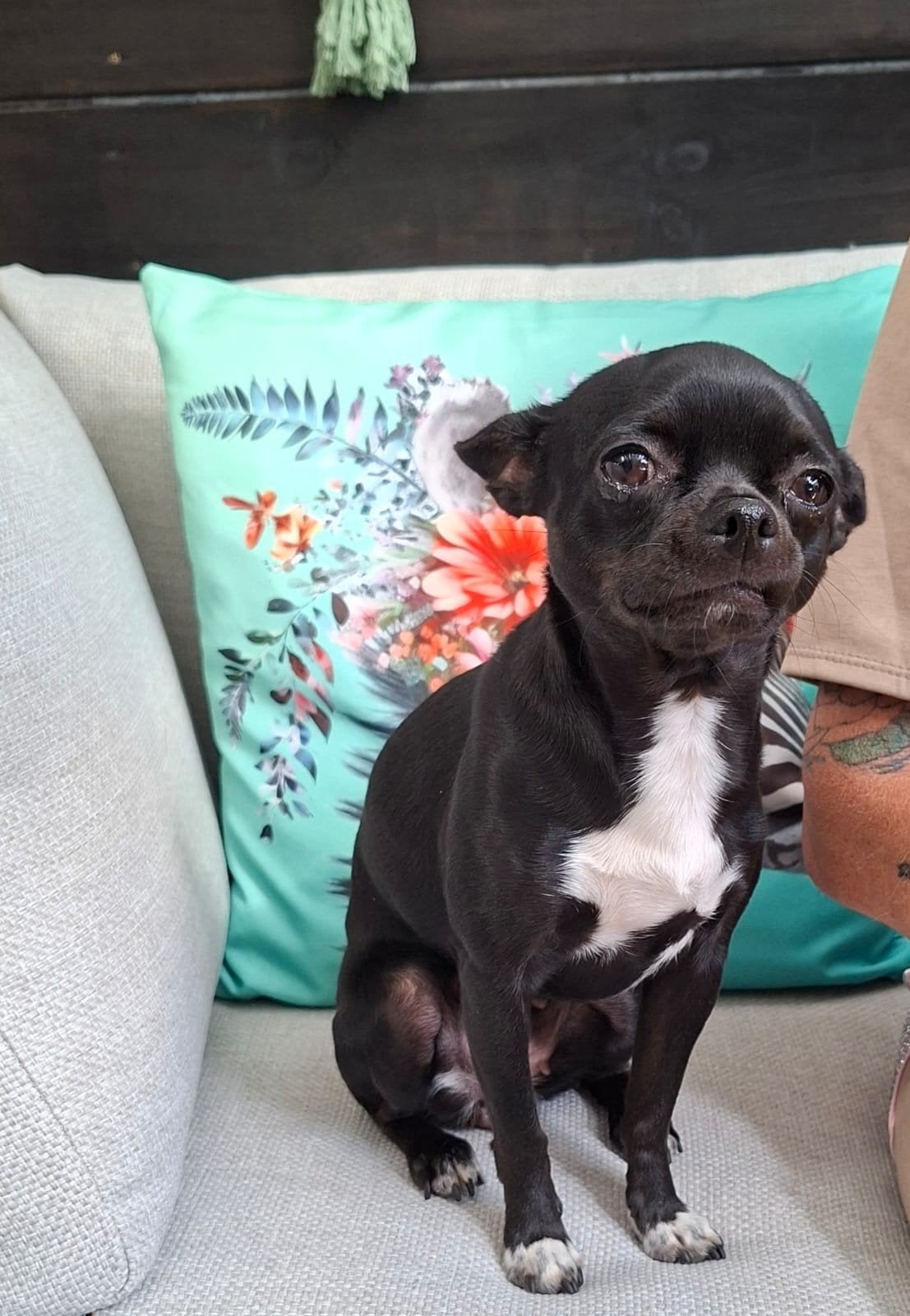 chihuahua teefje tot donderdag gereserveerd, Dieren en Toebehoren, Teef, Eén hond, Chihuahua, 3 tot 5 jaar