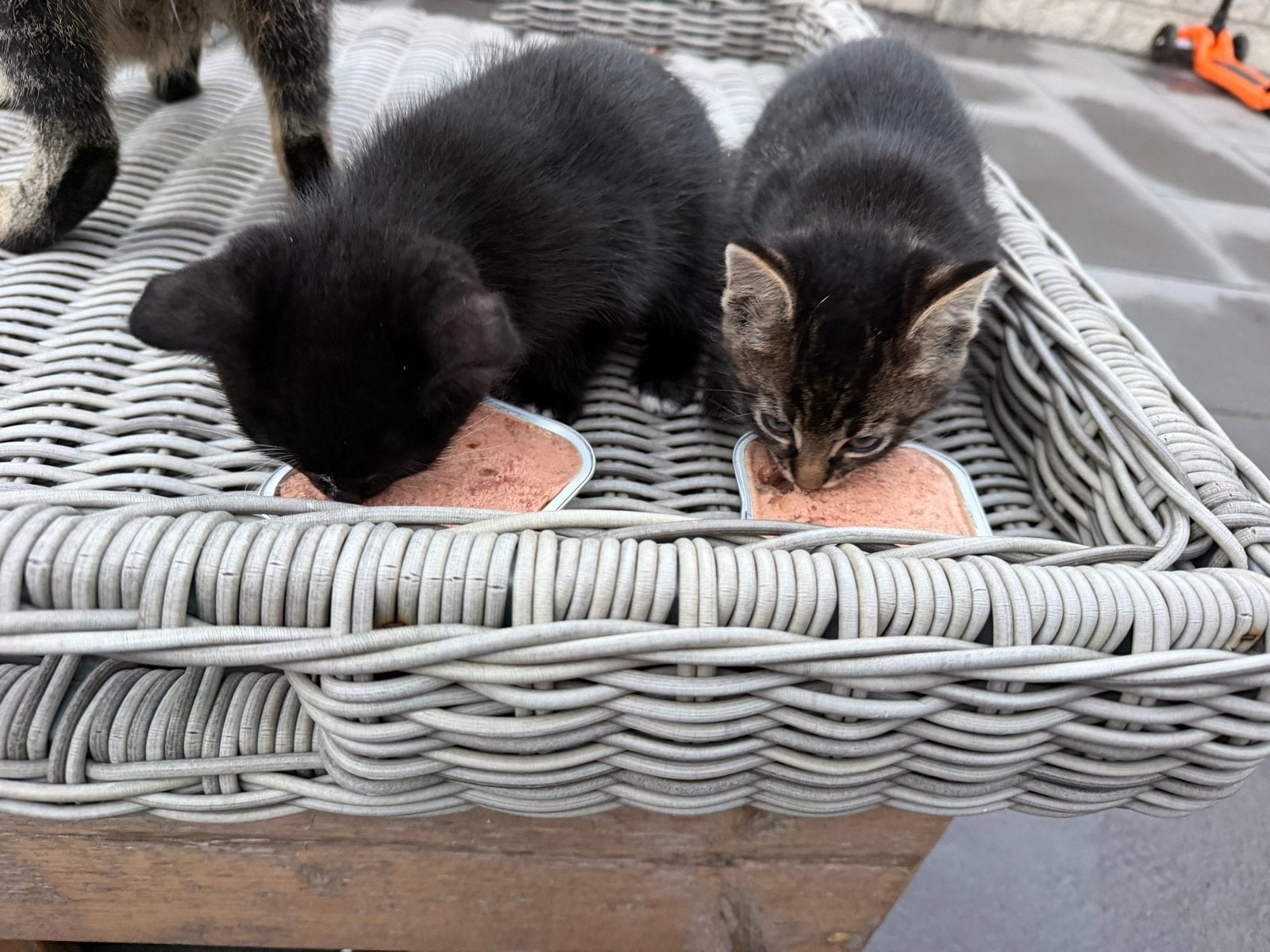 2 kittens zoeken nieuw thuis ( gratis) 6 weken oud, Geslacht onbekend, Kortharig, 0 tot 2 jaar