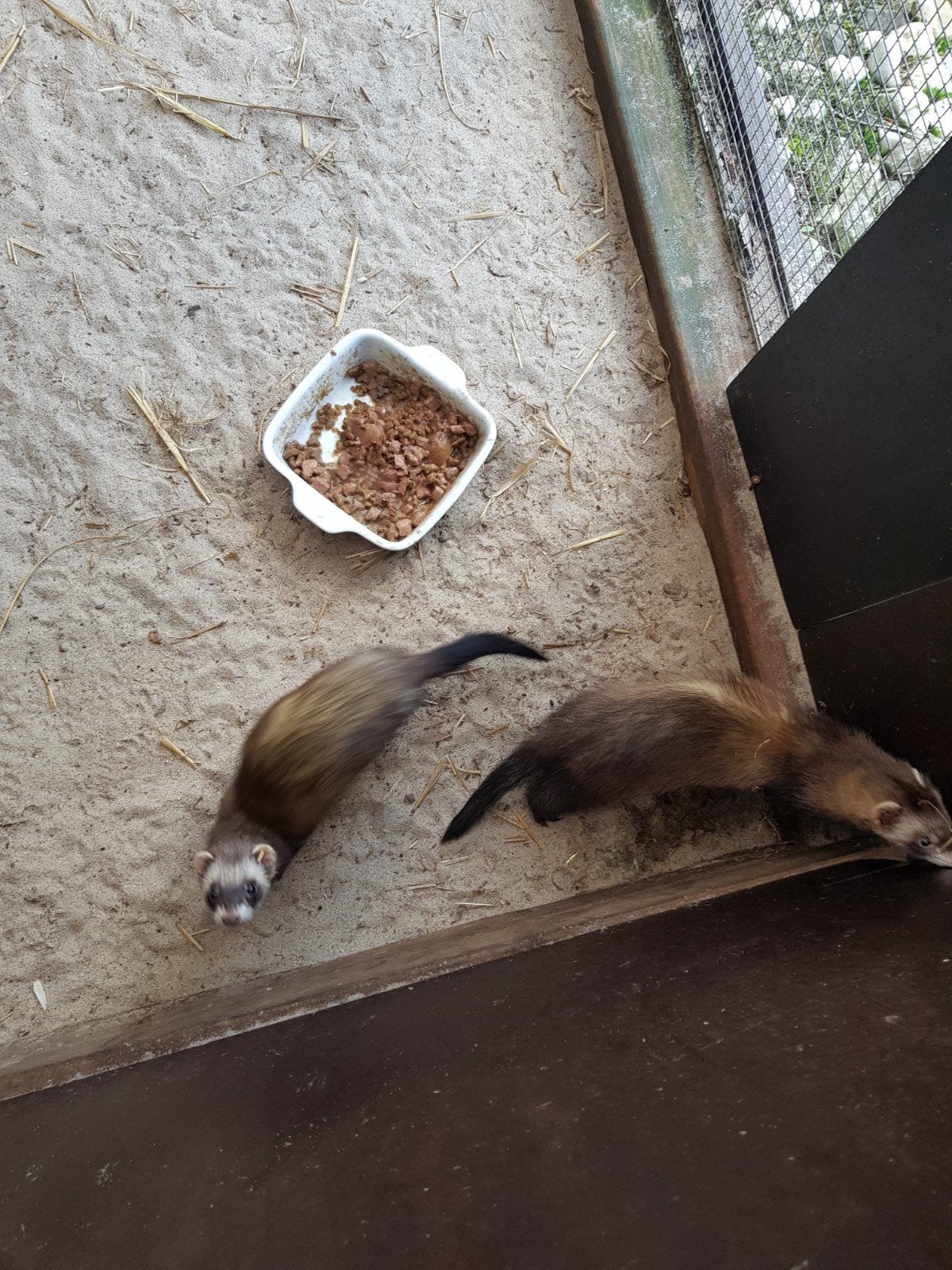fret, Mei, Meerdere dieren
