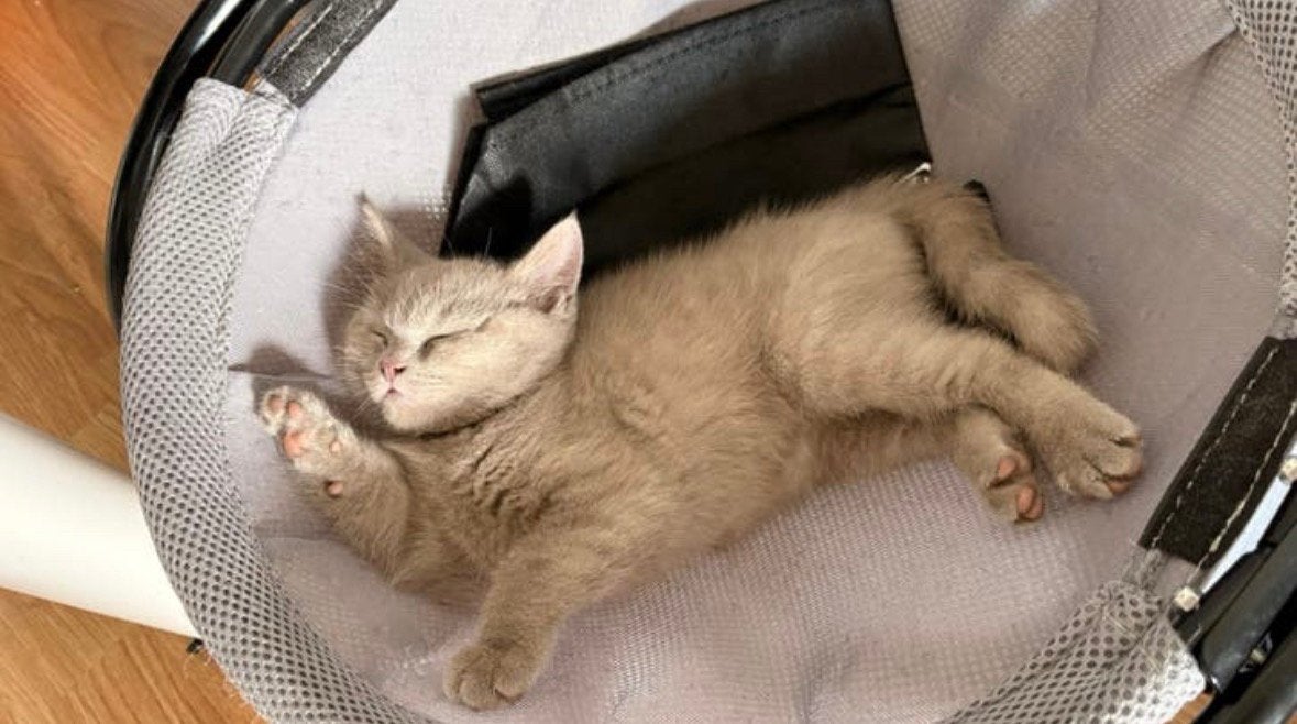 British Shorthai/  Britse korthaar kittens, Poes, Kortharig, 0 tot 2 jaar