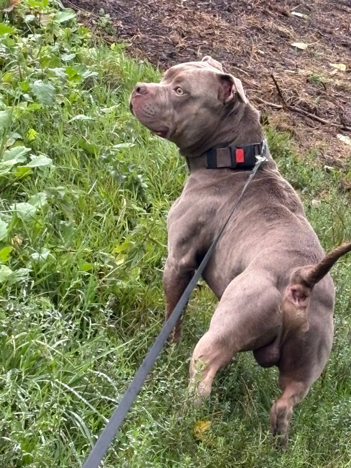 Bully/pitbull dekreu, Reu, Eén hond, CDV (hondenziekte), 3 tot 5 jaar