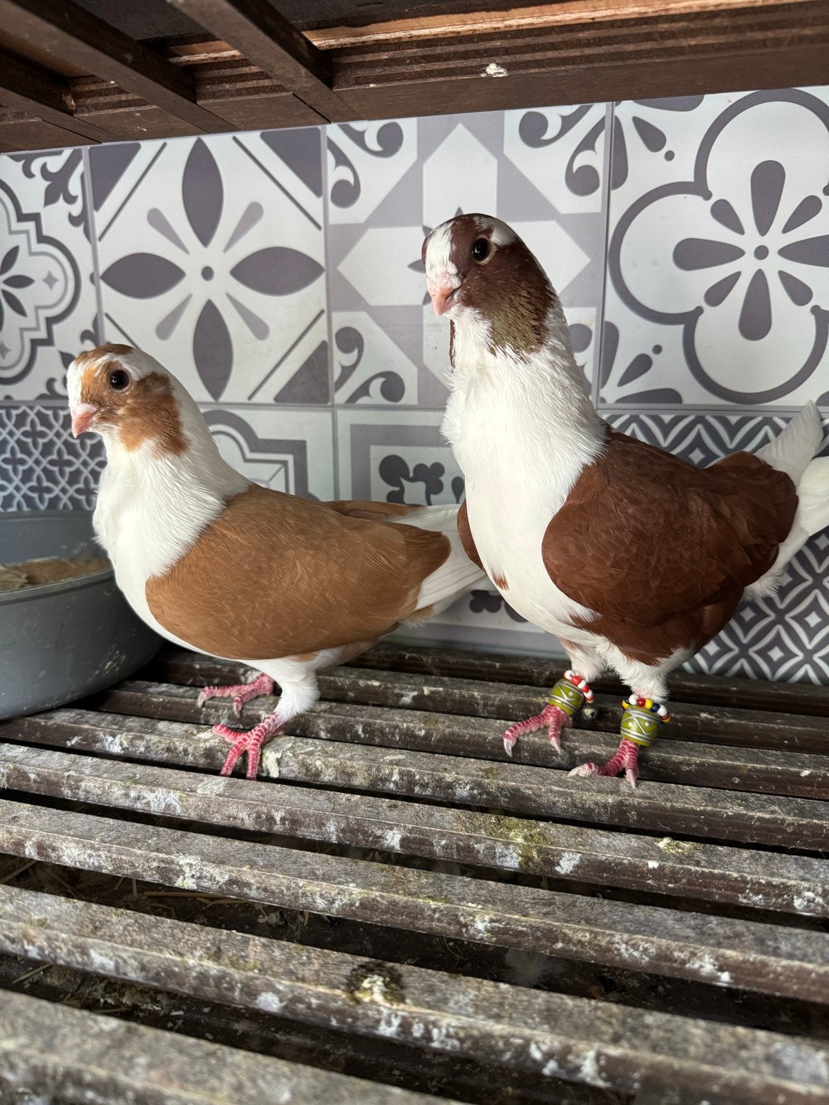 Syrishe duiven koppel, Dieren en Toebehoren, Vogels | Duiven, Meerdere dieren, Overige soorten