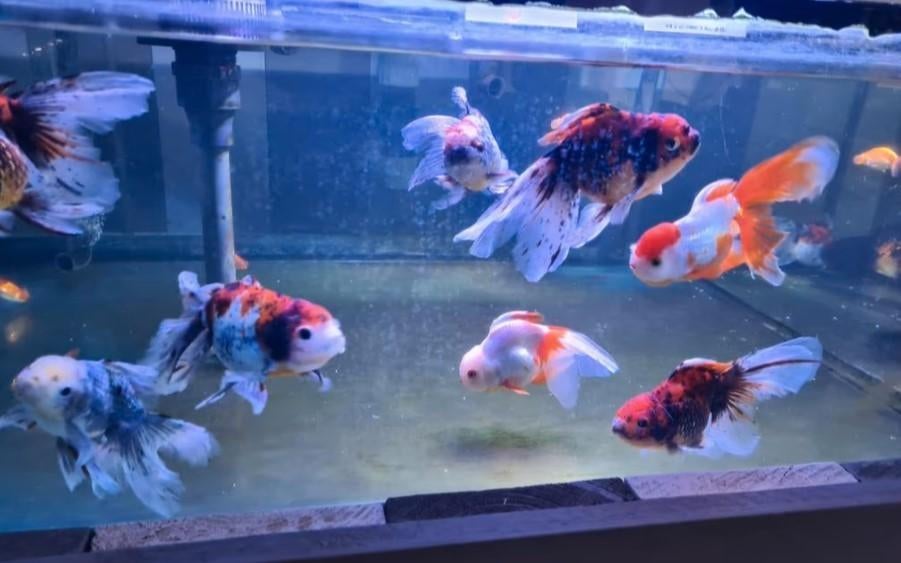 Handpick Oranda Goudvis leeuwenkop Ca + 17 cm / Koidreams, Goudvis(sen)