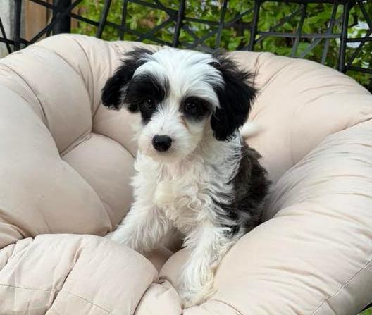 Lieve boomer kruising pups, Dieren en Toebehoren, Honden | Niet-rashonden, 8 tot 15 weken, Meerdere, Meerdere dieren, Klein