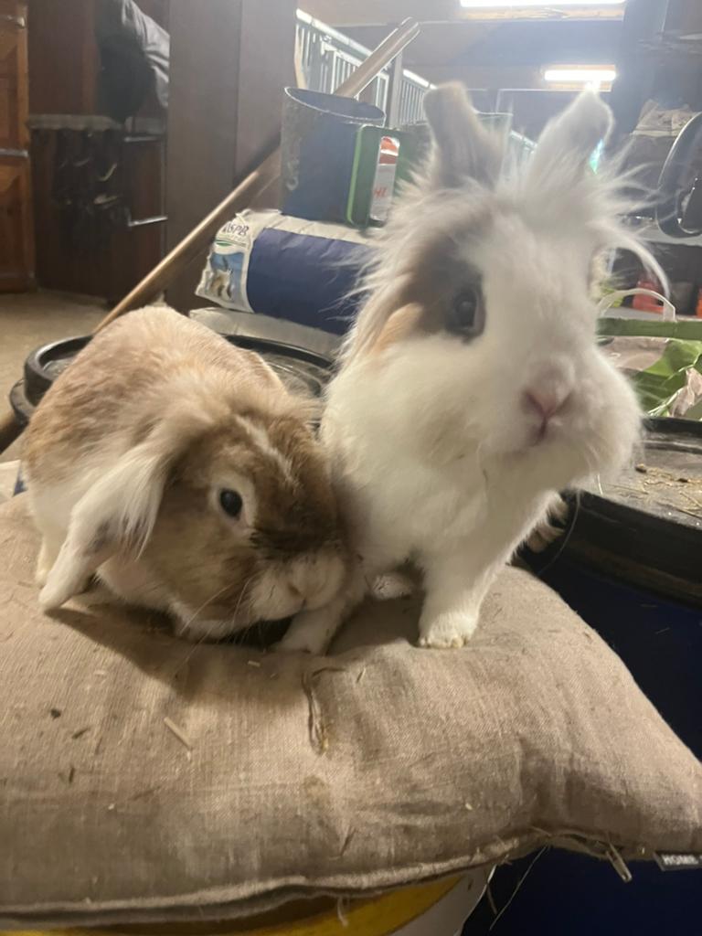 2 lieve dwergkonijnen, Dieren en Toebehoren, Konijnen, Vrouwelijk