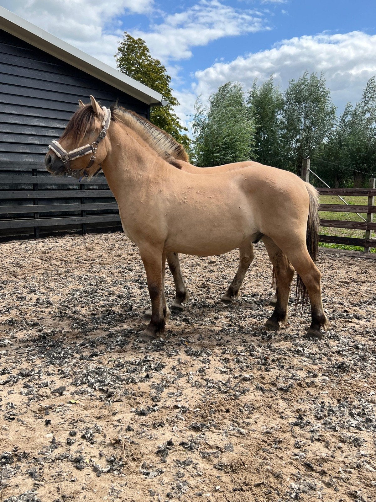 **KNAPPE & LIEVE 3 JARIGE FJORDEN RUIN**, Met stamboom, Ruin, 3 tot 6 jaar, Onbeleerd