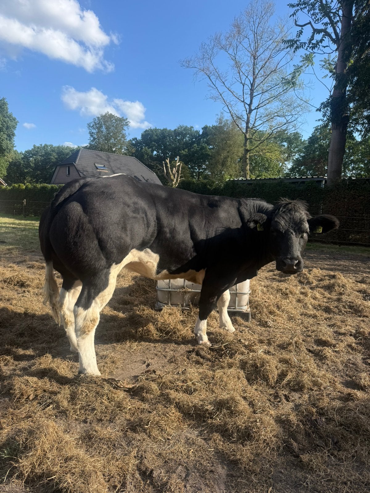 Te koop 4 beste dikbil vaarsen, Dieren en Toebehoren, Runderen, Vrouwelijk, 0 tot 2 jaar