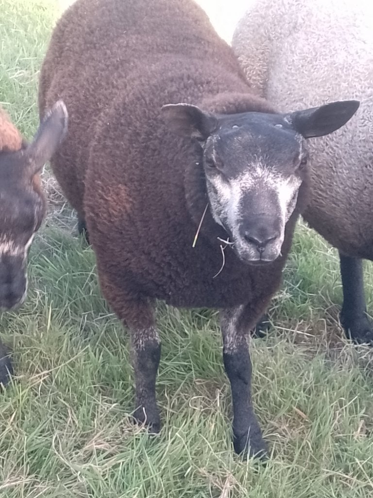 Blauwe texelaar lam ram, Mannelijk, Schaap, 0 tot 2 jaar