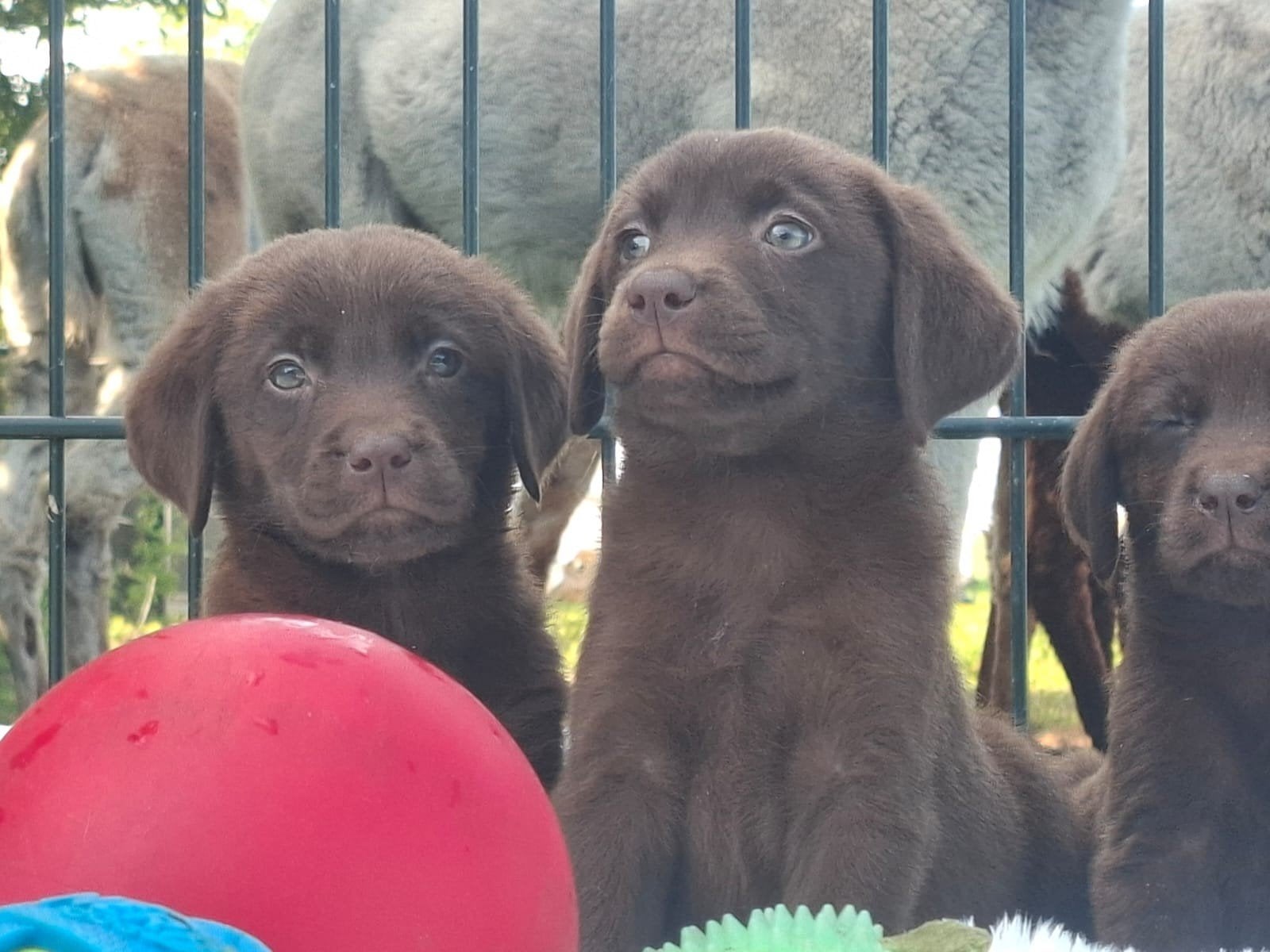 Prachtige labrador pups., Dieren en Toebehoren, Honden | Retrievers, Spaniëls en Waterhonden, Parvo, 8 tot 15 weken, Labrador retriever
