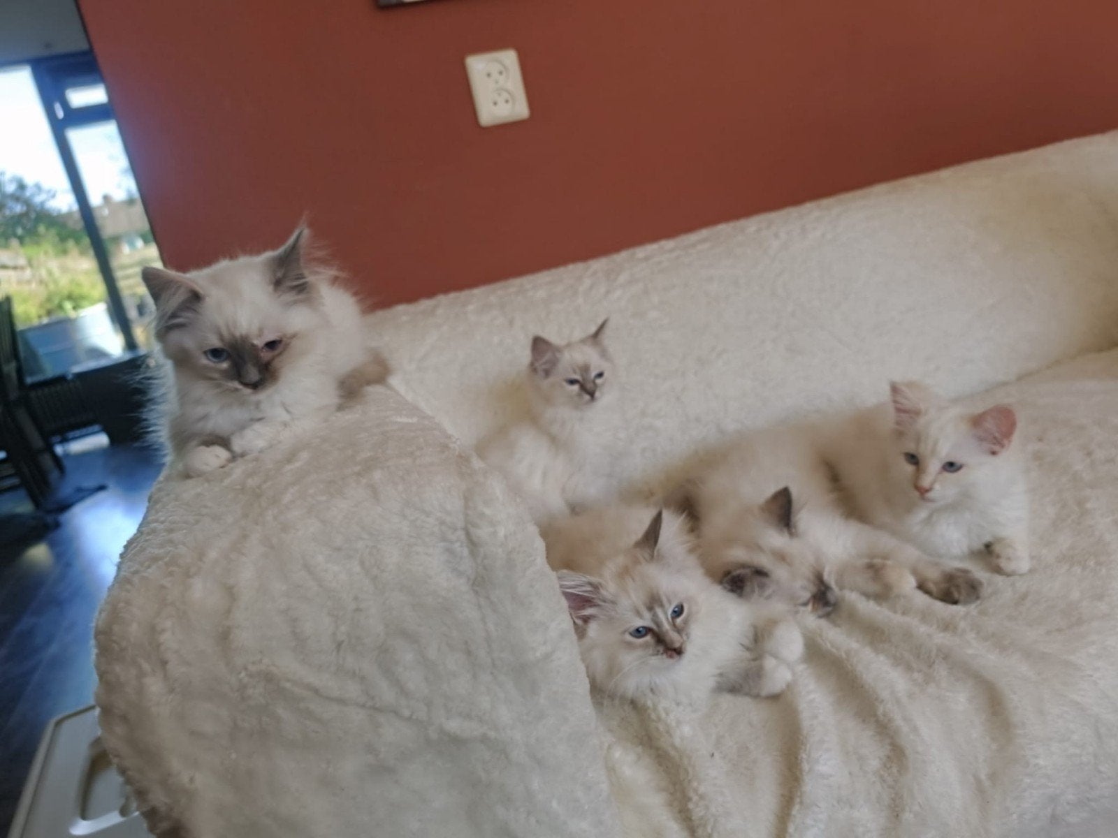 Ragdoll kittens met stamboom mogen gelijk mee, Meerdere dieren, Met stamboom