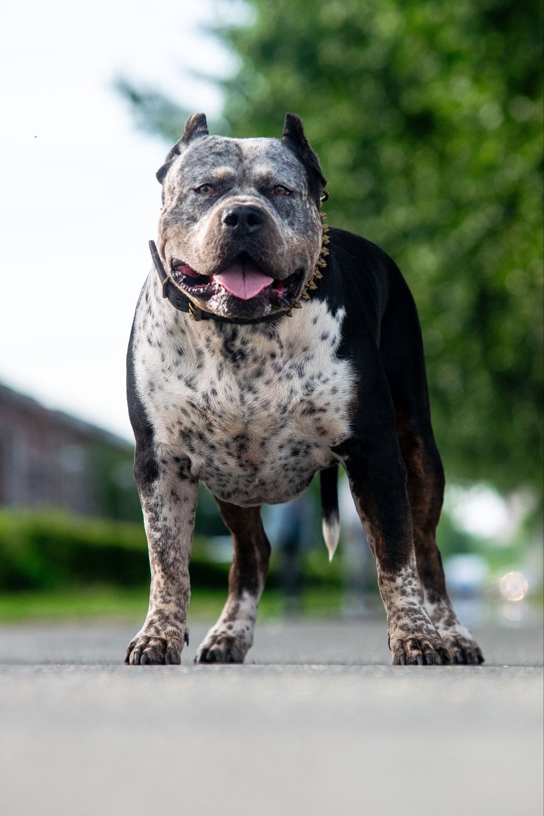 American Bully XL - dekreu, Reu, Eén hond, CDV (hondenziekte), 3 tot 5 jaar
