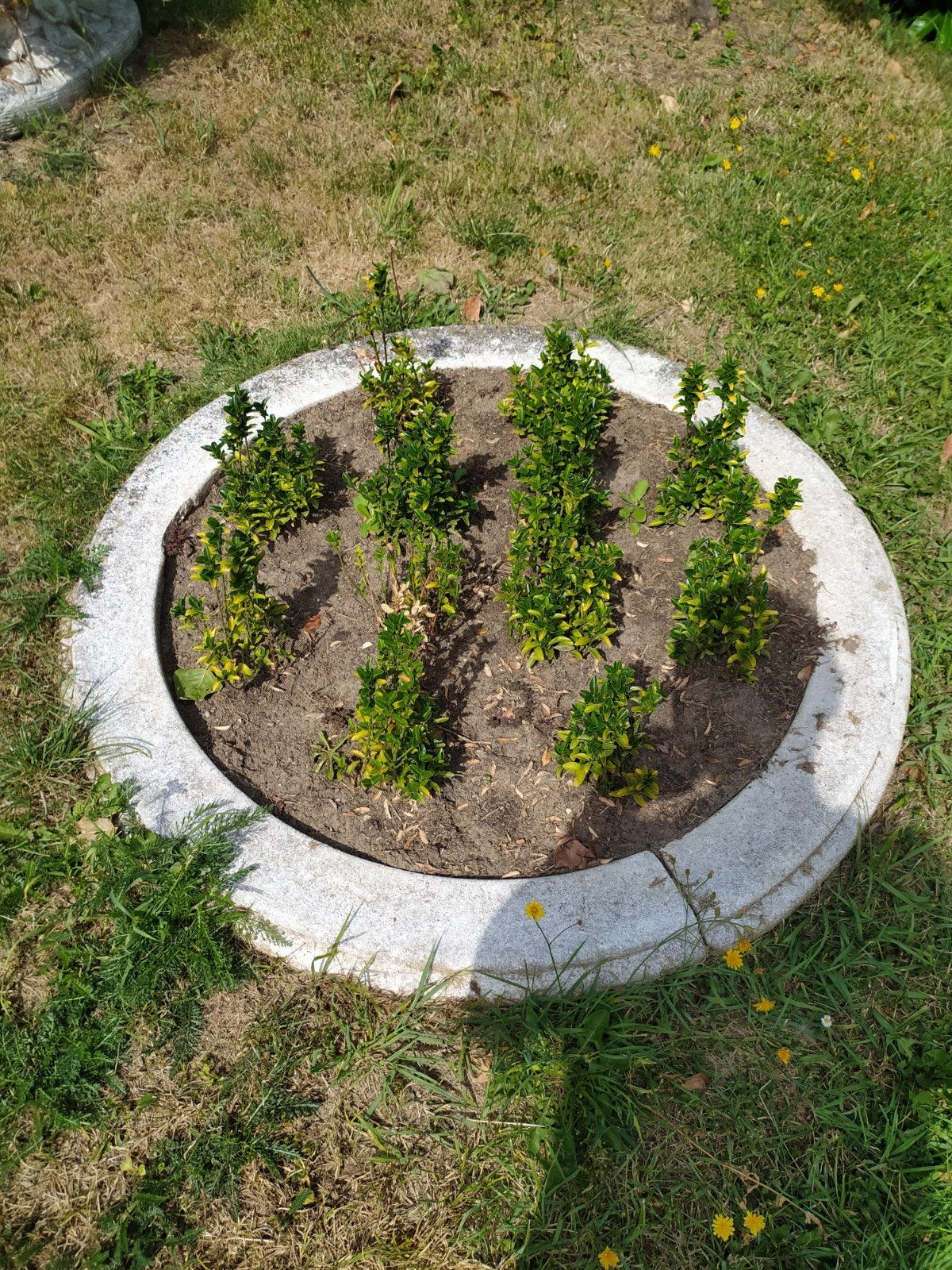 2 stuks prachtige betonnen ringen om als border te gebruiken, Ophalen, Minder dan 100 cm