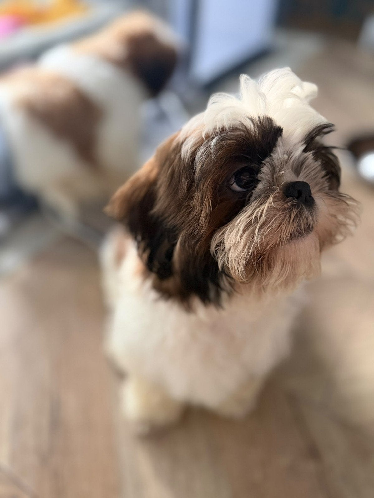 shih tzu pup, 15 weken tot 1 jaar, Meerdere, CDV (hondenziekte), Nederland