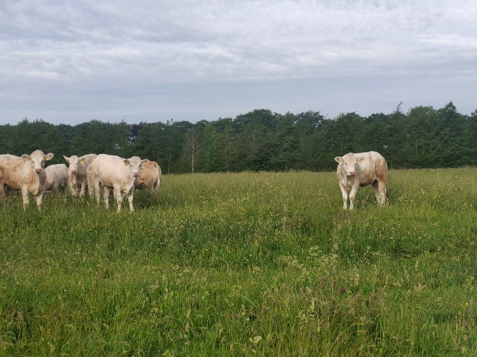 Vleesvee pinken, Dieren en Toebehoren, Runderen, Meerdere dieren, 0 tot 2 jaar