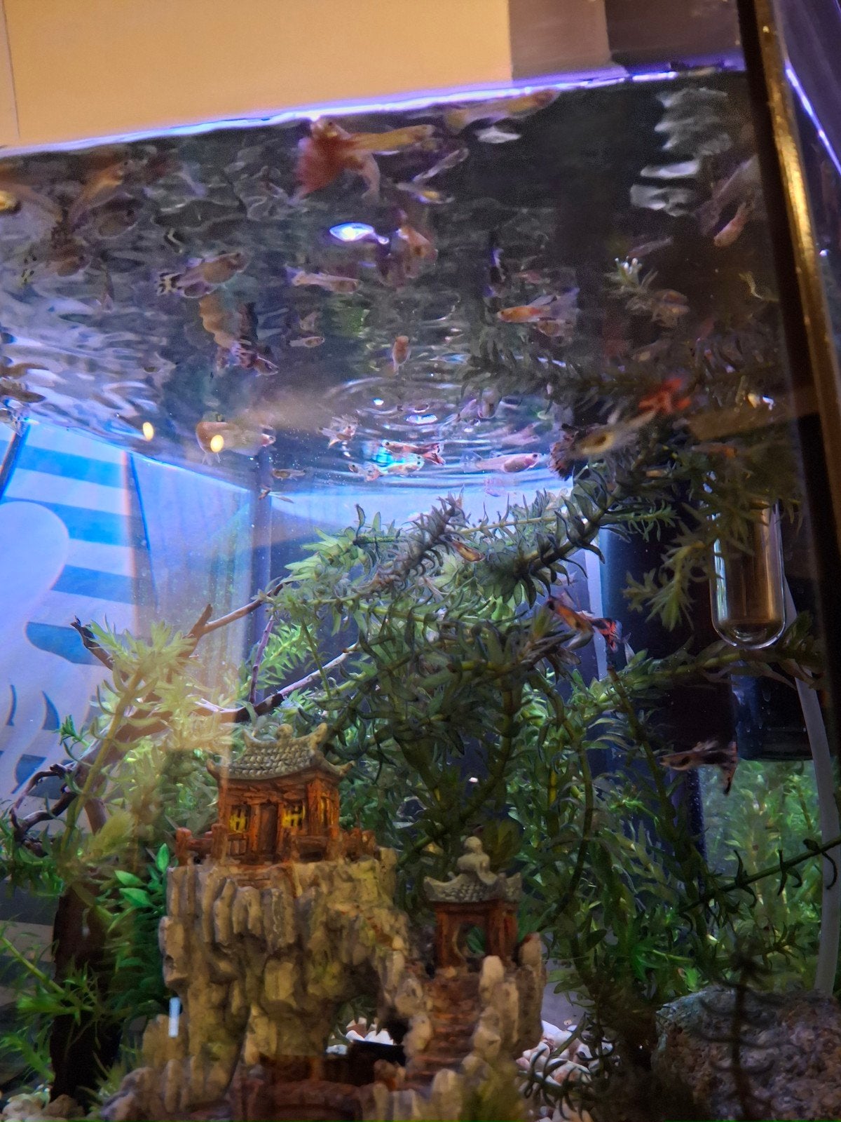 guppy's, guppen, guppies |  gezonde vissen, eigen aquarium, Vis, Zoetwatervis
