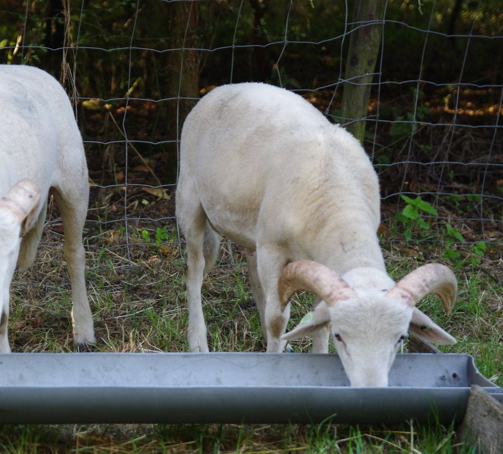 Zelfruiende dekram, Dieren en Toebehoren, Schapen, Geiten en Varkens, Mannelijk, Schaap, 0 tot 2 jaar