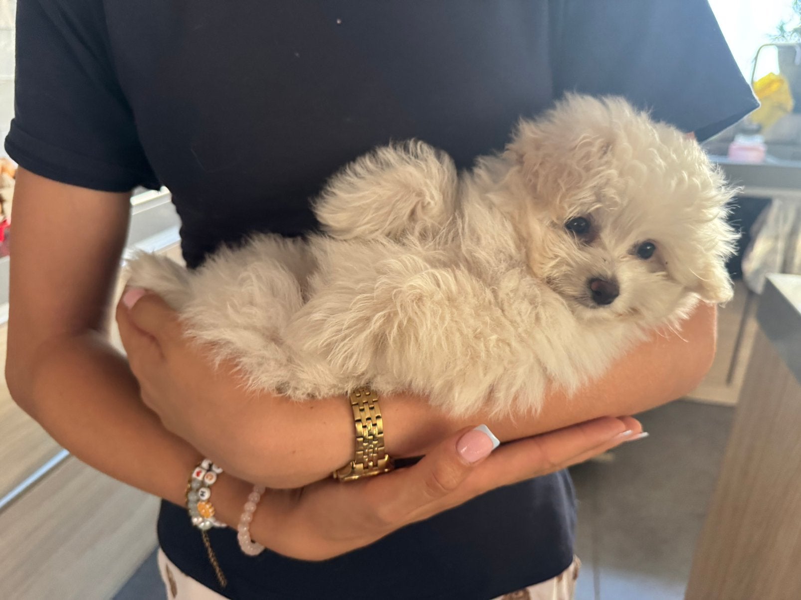 Toy poedel x Pommeranian pups mogen nu nest verlaten!, Dieren en Toebehoren, Poedel, 8 tot 15 weken, Parvo, Meerdere