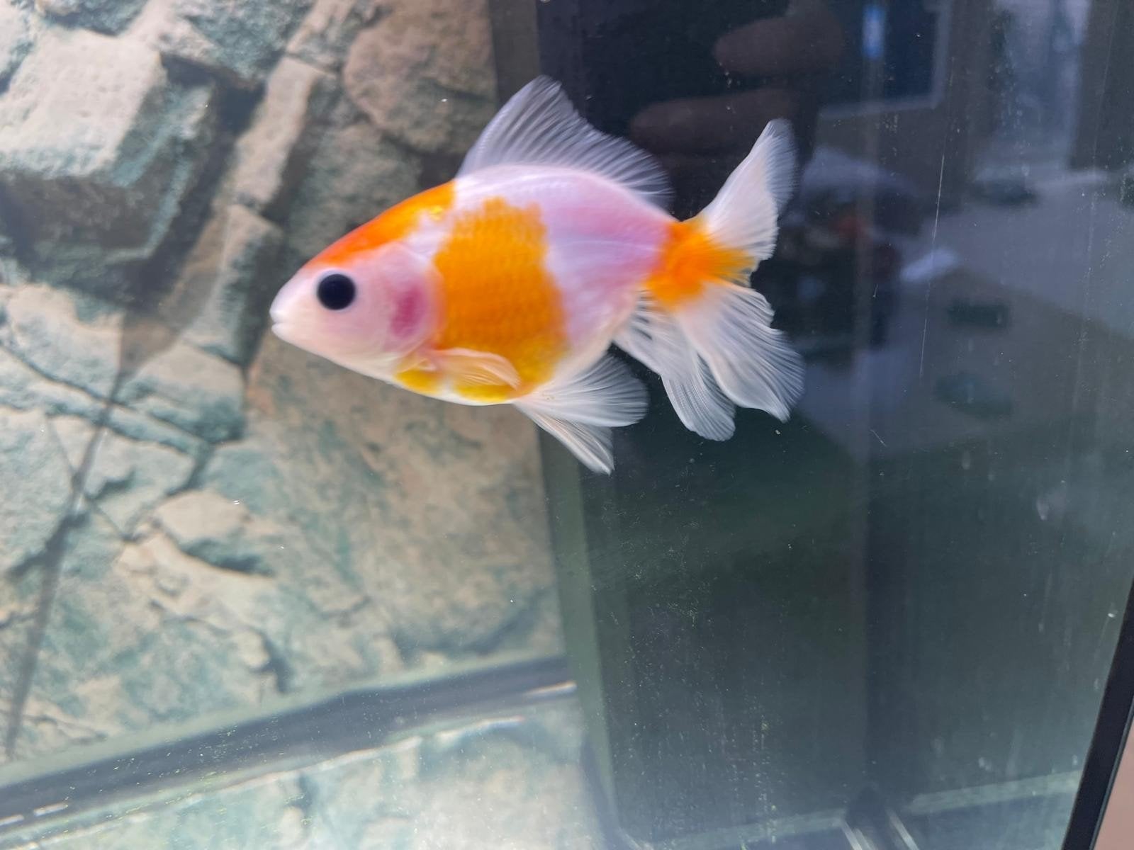 Ik heb er 3 jonge (mix)ranchu /oranda sluierstaart €4,00 p/s, Dieren en Toebehoren, Vis