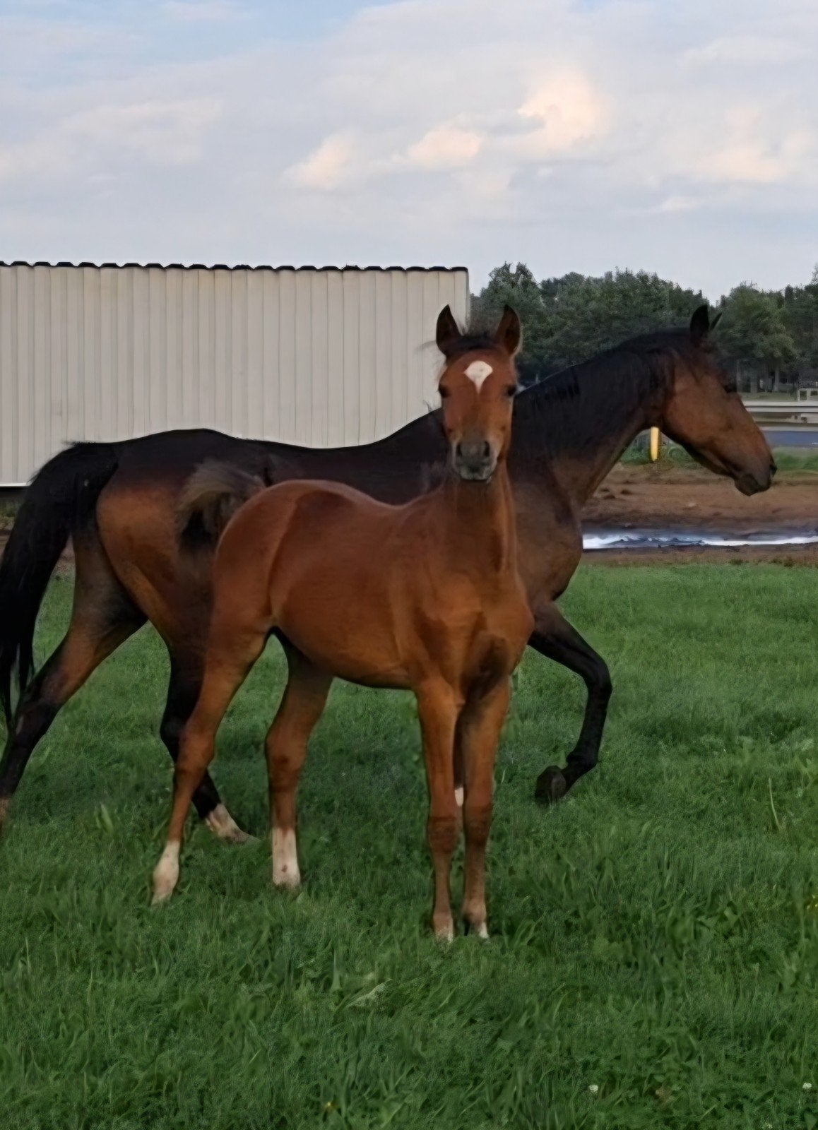 Mooi hengstveulen, 2,5 jarige merrie, 1,5 jarige merrie, Dieren en Toebehoren, Met stamboom, Dressuurpony, Niet van toepassing