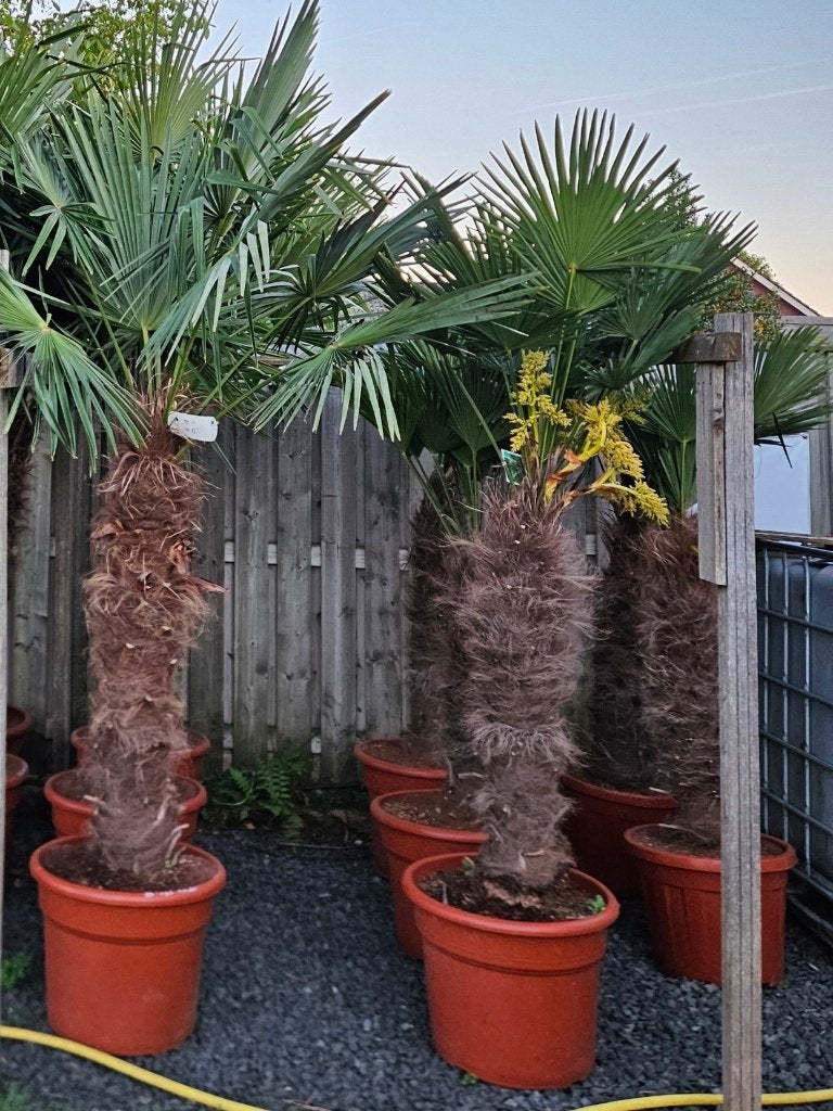 AANBIEDING: TRACHYCARPUS WAGNERIANUS ( WAGNERPALM ), In pot, Halfschaduw, Ophalen of Verzenden, 100 tot 250 cm