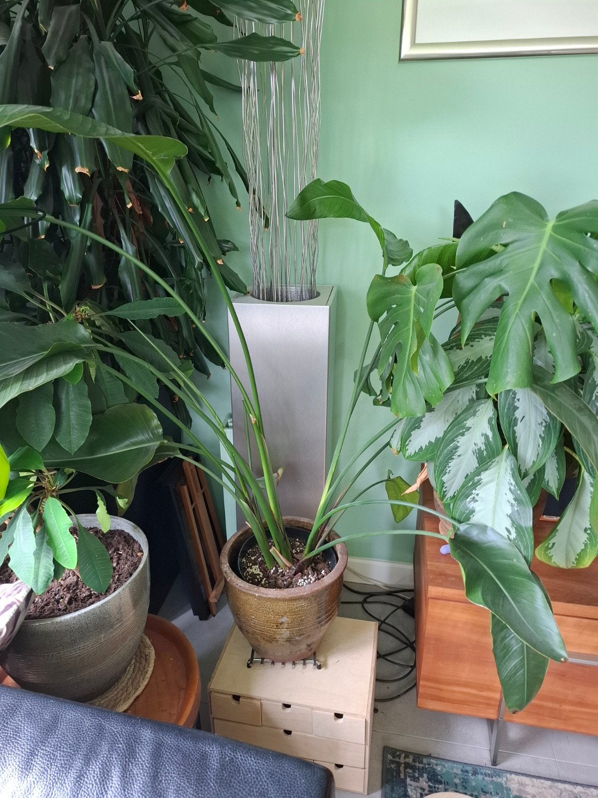 Paradijsvogelplant, Ophalen of Verzenden, Halfschaduw, Minder dan 100 cm