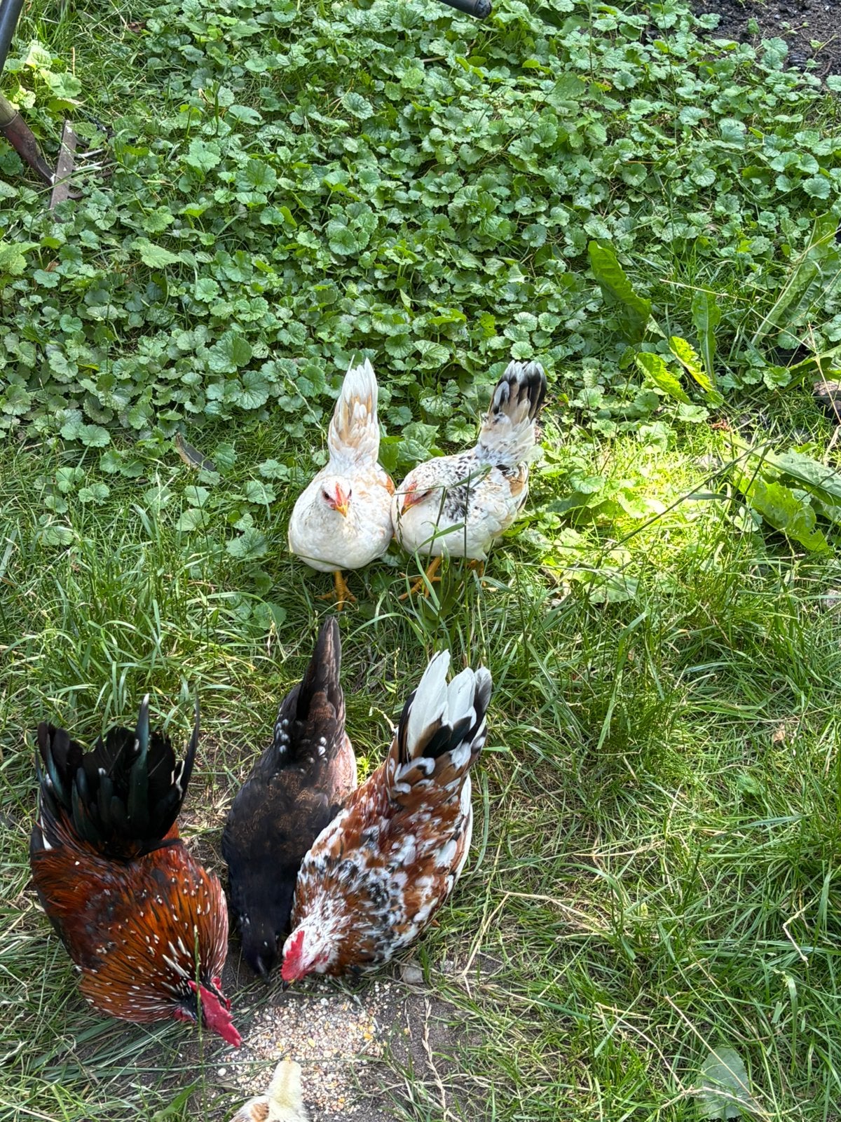 Serama’s, Dieren en Toebehoren, Ophalen, Nieuw, Kippenhok of Kippenren