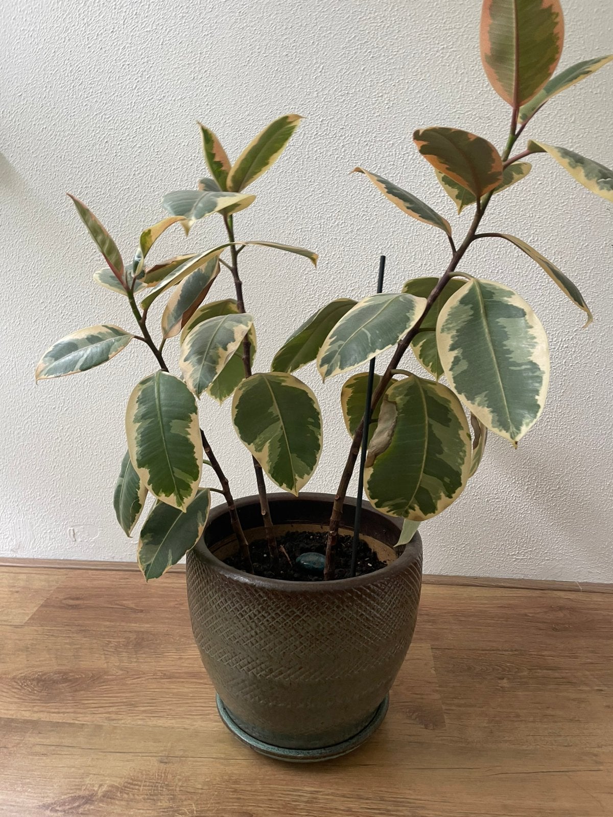 Plantenpot met gratis plant, Ophalen, Halfschaduw, Minder dan 100 cm