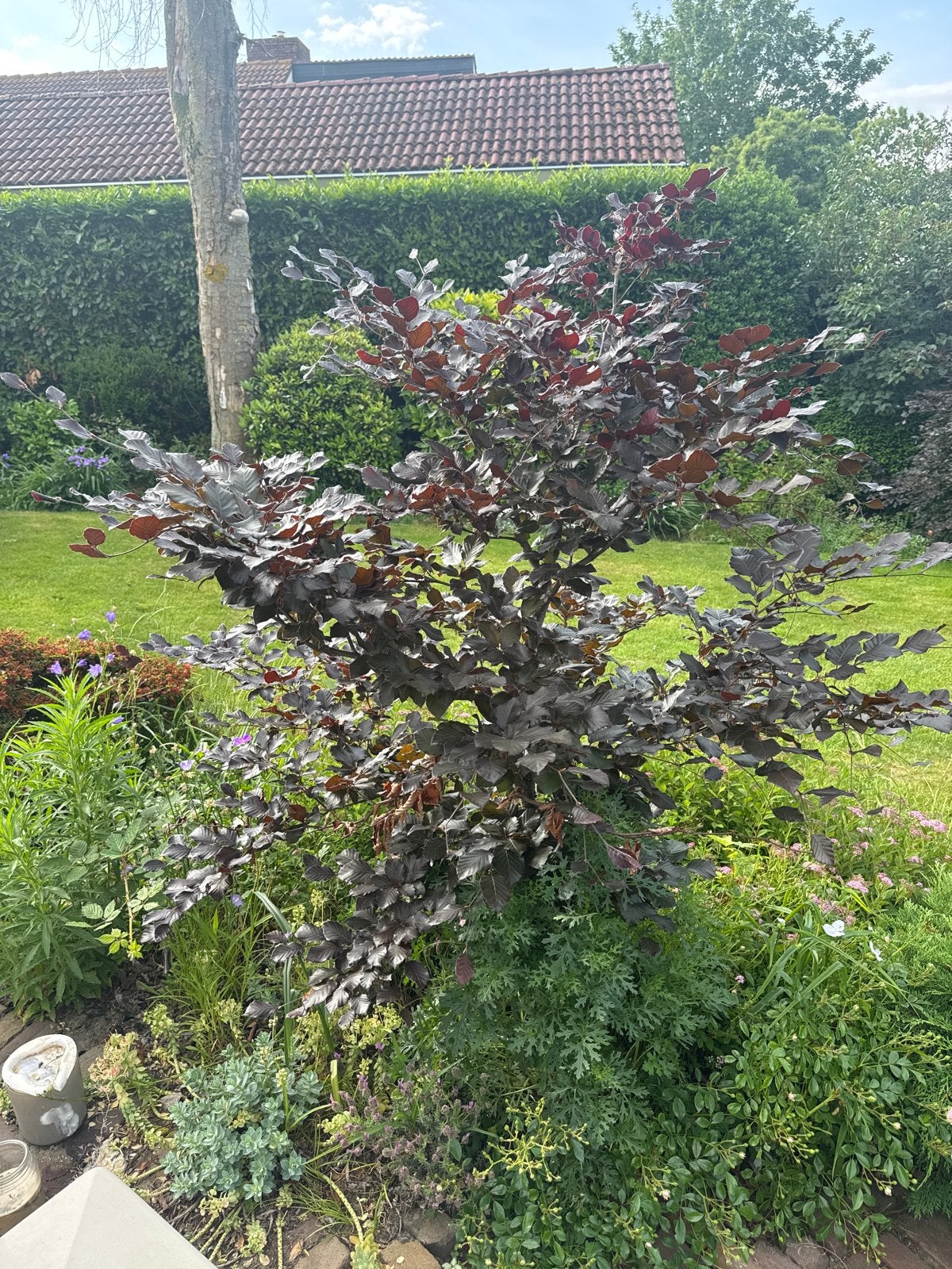 Prachtige Rode Beuk (Fagus sylvatica 'Purpurea'), Bloeit niet, Overige soorten, 100 tot 250 cm, Ophalen