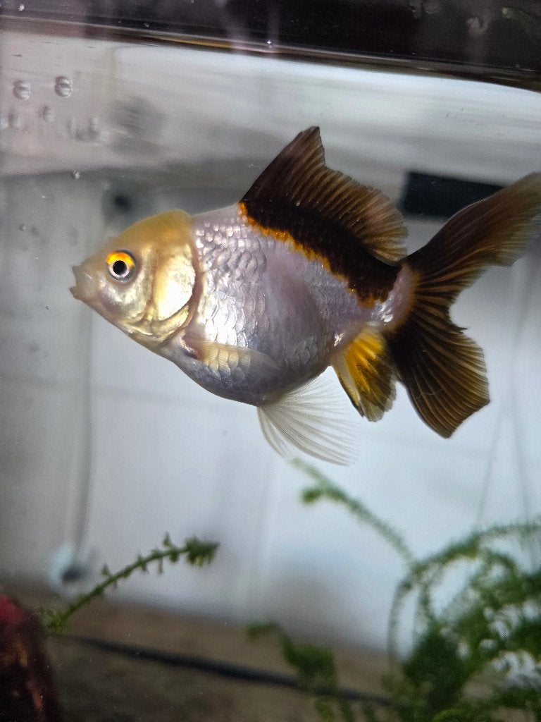 sluierstaart vissen, Dieren en Toebehoren, Vissen | Aquariumvissen, Vis, Zoetwatervis