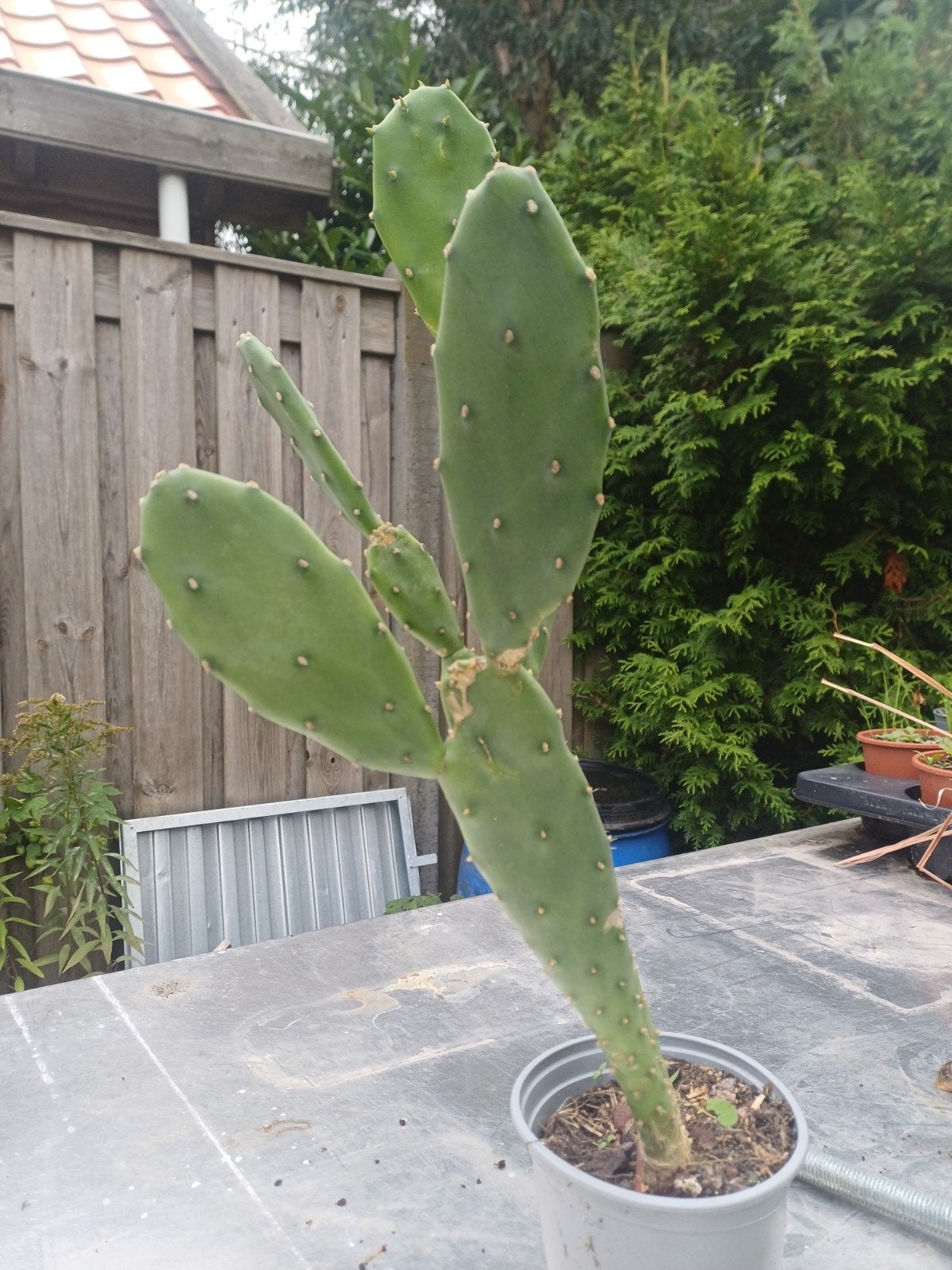 Schijfcactus / vijgencactus, Ophalen, Lente, Fruitplanten, Volle zon