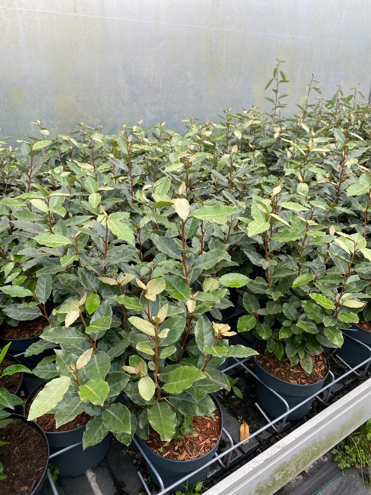 Elaeagnus Ebbingei 'Compacta' - Wintergroene Olijfwilg, Volle zon, Vaste plant, Bloeit niet, Ophalen