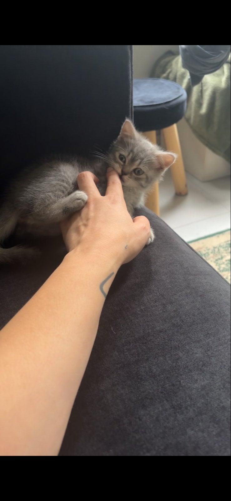 Britsekorthaar kitten, Kater