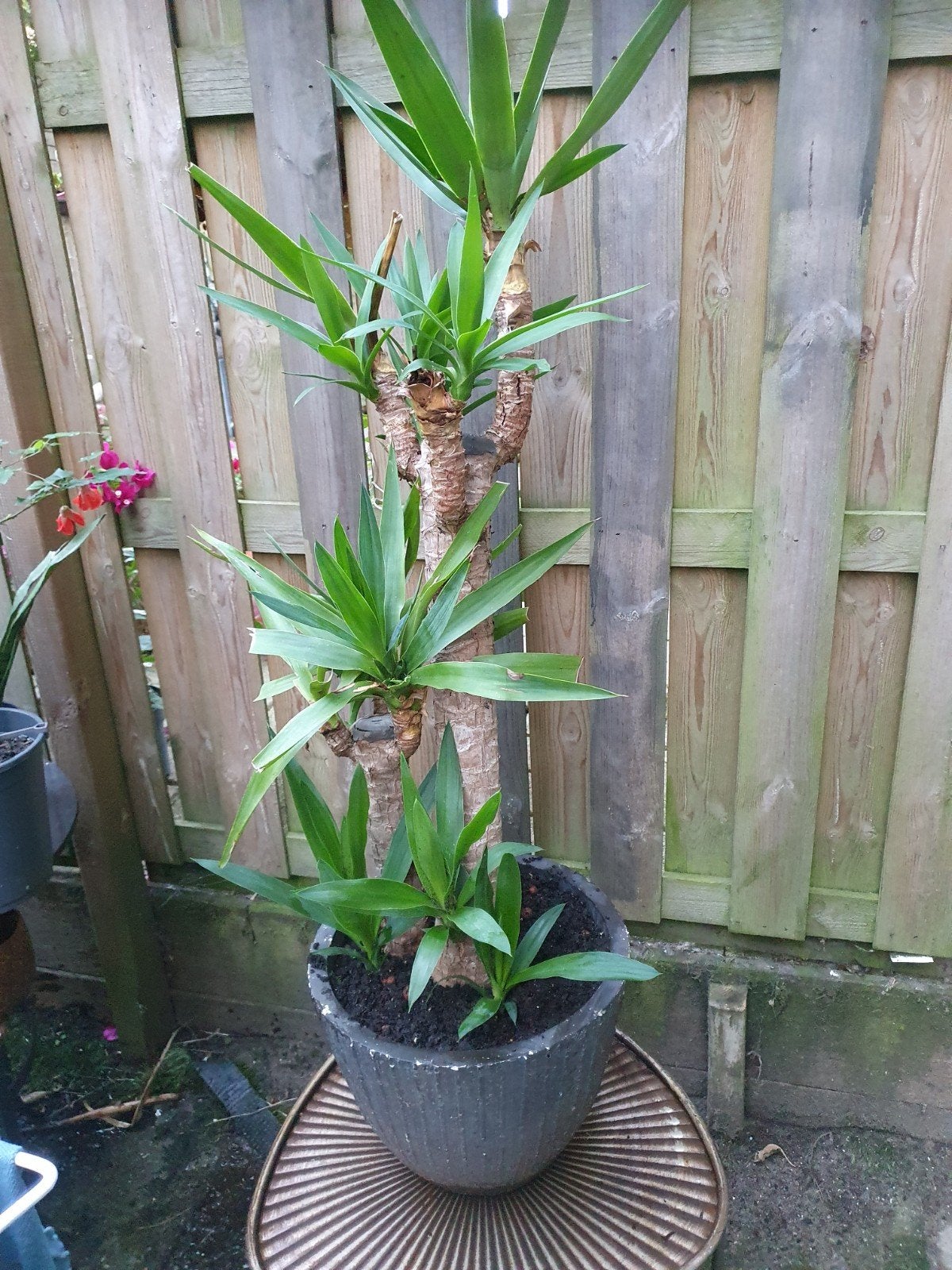 Prachtige Yucca (Palmlelie) - Nu Vol in Bloei! Inclusief pot, Tuin en Terras, Ophalen