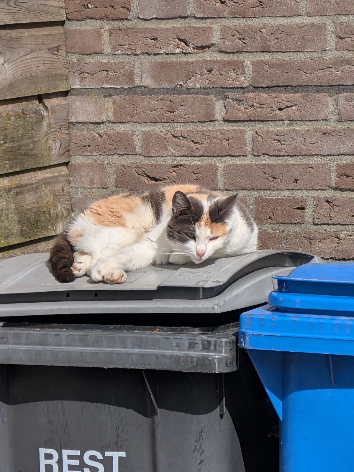 Lapjes poes te koop, Dieren en Toebehoren, Katten en Kittens | Overige Katten, Poes