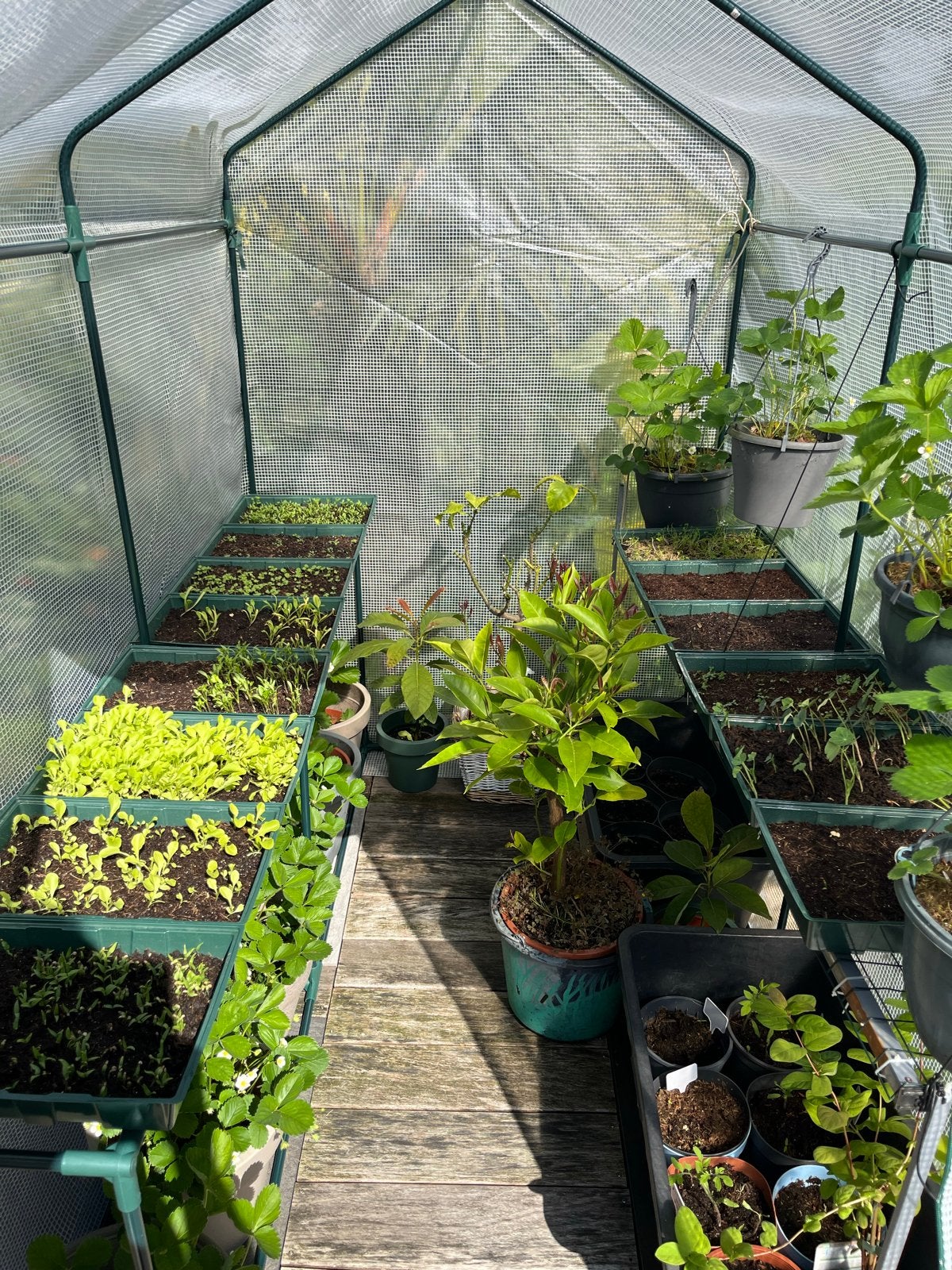 Kweekkas voor de tuin - Ideaal voor planten en groenten, Gebruikt, Folie, Kweekkas, Ophalen